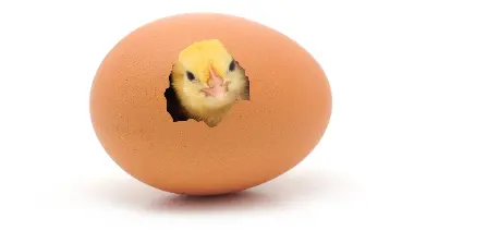 Baby chick peeping out of an egg